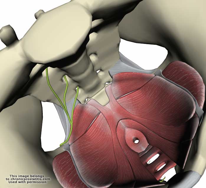 Pelvic floor